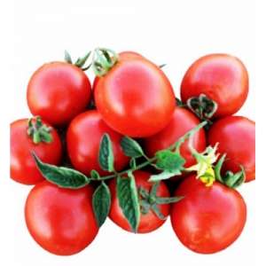 Боцман F1 - томат детерминантный (Lark Seeds) фото, цена
